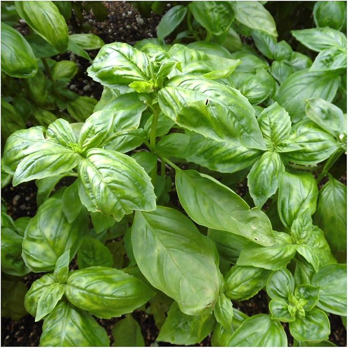 Seed Needs Culinary Basil Herb Seed Packet Collection (8 Individual Basil Seed Varieties for Planting) Non-GMO & Untreated Kitchen Herbs to Plant Indoors/Outdoors