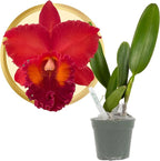 Better-Gro Cattleya Hybrid RLC. Nakornchaisri Red, 4" Live Plant, Blooms in 6-12 Months with Proper Care, Deep red Petals with deep red Ruffled Lip, Hand-Selected by Master Growers