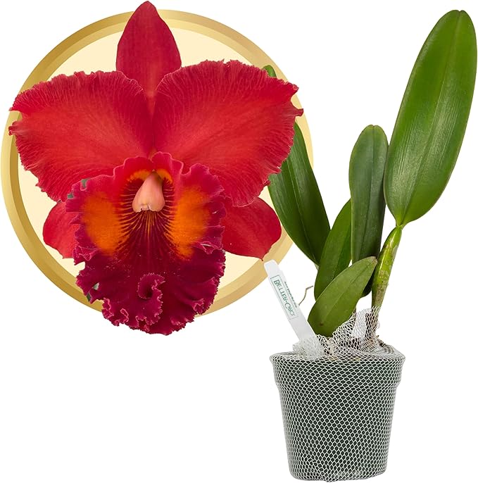 Better-Gro Cattleya Hybrid RLC. Nakornchaisri Red, 4" Live Plant, Blooms in 6-12 Months with Proper Care, Deep red Petals with deep red Ruffled Lip, Hand-Selected by Master Growers