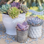 Altman Plants, Echeveria Succulents Live Plants (3 Pack) Assorted 3.5" Potted Succulents Plants Live House Plants in Cacti and Succulent Soil, Wedding Party Favors Cactus Plants Live Indoor Plants