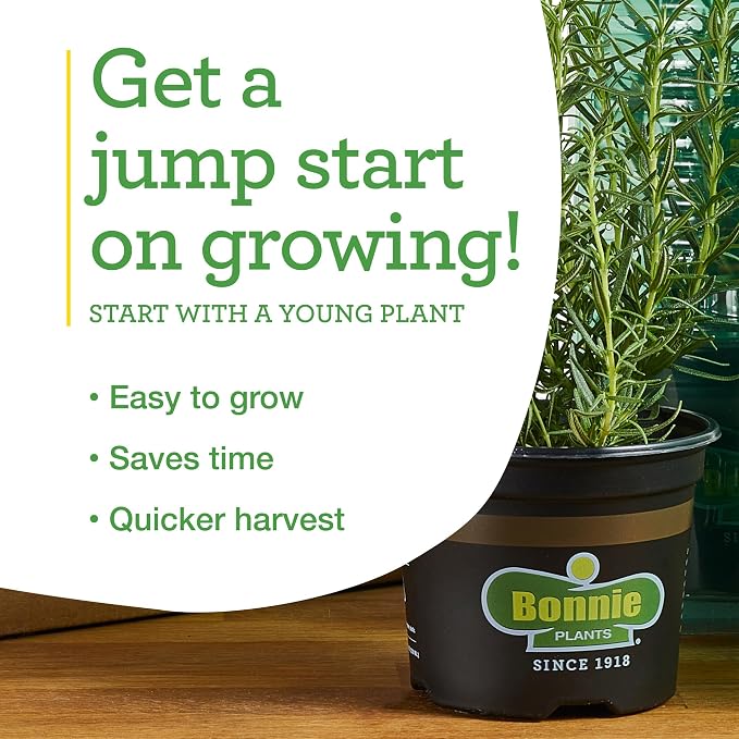 Bonnie Plants Sweet Basil, Live Plants, with Miracle-Gro Pour & Feed Singles Ready-to-Use Plant Food, 4-Pack, Great for Containers, Raised Beds, and In-Ground Gardens, 19.3 oz.