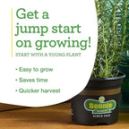 Bonnie Plants Sweet Basil, Live Plants, with Miracle-Gro Pour & Feed Singles Ready-to-Use Plant Food, 4-Pack, Great for Containers, Raised Beds, and In-Ground Gardens, 19.3 oz.