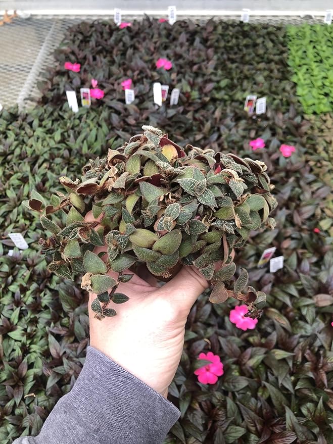 Generic Tradescantia Teddy Bear Vine ~ Fuzzy Wandering Jew ~ Live houseplant for Home Office and Garden, Green