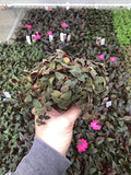 Generic Tradescantia Teddy Bear Vine ~ Fuzzy Wandering Jew ~ Live houseplant for Home Office and Garden, Green