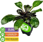 Cardinal Flower Live Plant - Lobelia cardinalis by Wellspring Gardens - Versatile Starter Plant - Hummingbird Flower - Red Lobelia - Red Cardinal - Ideal for Your Garden (2-Pack)