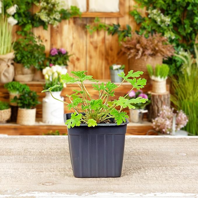 Live Citronella Geranium Plants (6-Pack); Pelargonium Citronella Scented Potted Plants