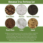 Soil Sunrise Banana Tree Potting Soil Mix (12 Quarts) – Hand-Blended Indoor/Outdoor Mix for Healthy Banana Plants – Enhances Drainage & Root Support – Made in USA