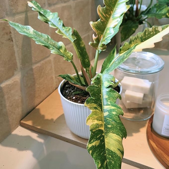 Variegated Ring of Fire Philodendron Houseplant Decor, Air Purifying Houseplants in 6" White Pot, Unique Live Gift, Indoor Planters, Real Plants, Decorative Variegated Plants by Plants for Pets