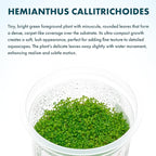 SubstrateSource Live Plant - Dwarf Baby Tears Hemianthus Callitrichoides Live Aquarium Plant Tissue Culture Cup - 100% Snail Free in Vitro (Dwarf Baby Tears)