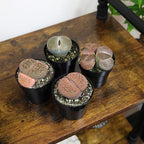 Altman Plants Giant Living Stones Succulents (4PK) XL Lithops Live Plants & Real Succulents, Pet Safe Plants & Live Succulent Plants, 2.5" Pots, Pet Friendly Plants, Live Plants in Succulent Soil Mix