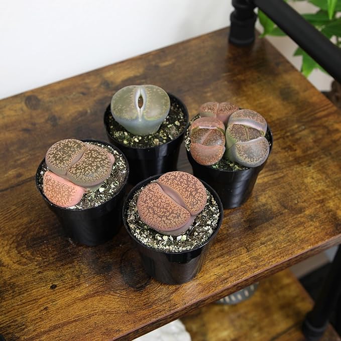 Plants for Pets Safe Non-Toxic Living Stones Succulents (8PK) XL Real Giant Lithops, Live Succulent Plants for Cats & Dogs, 2.5" Pots, Pet Friendly Houseplants, Unique Houseplant for Home or Office