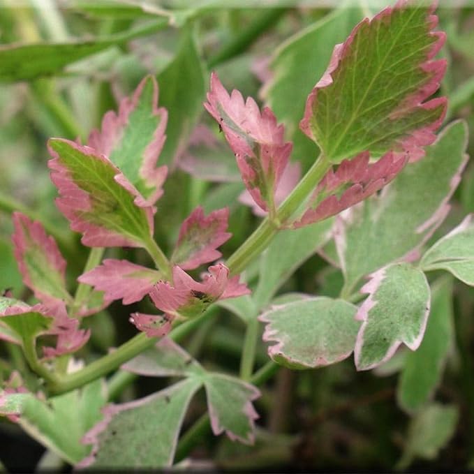 Chalily Water Celery, a Great Live Pond Plant for Your Water Garden. Filters koi and Goldfish Ponds. Good for Bogs, Plant Shelf or Shallow Water This marginal Aquatic is a Real Beauty