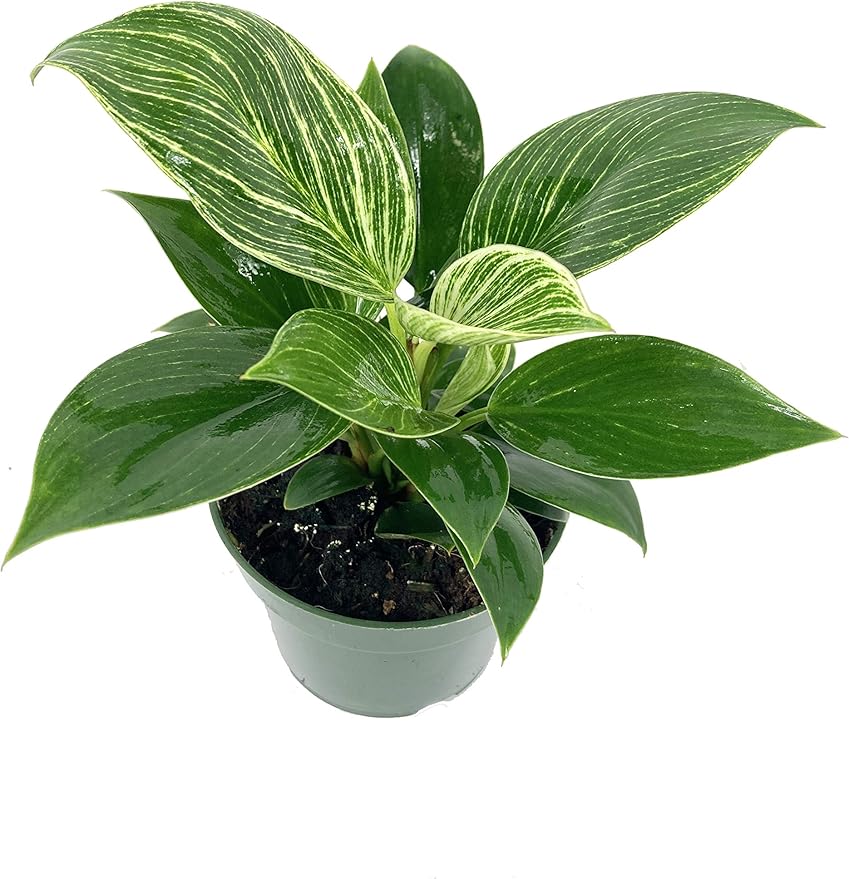 5 Pack Indoor Houseplant Collection - 5 Live Plants in 4 Inch Pots - Grower's Choice Based on Health, Beauty and Availability - Florist Quality Easy to Grow Air Purifying Indoor Plants