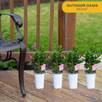 Costa Farms Mandevilla Live Plants | Pack of 4 | 1.5Pt. Houseplants, Flowering Blooms in Plant Pots | Outdoor Decor, Room Decor, Patio, Balcony | Pink Flowers