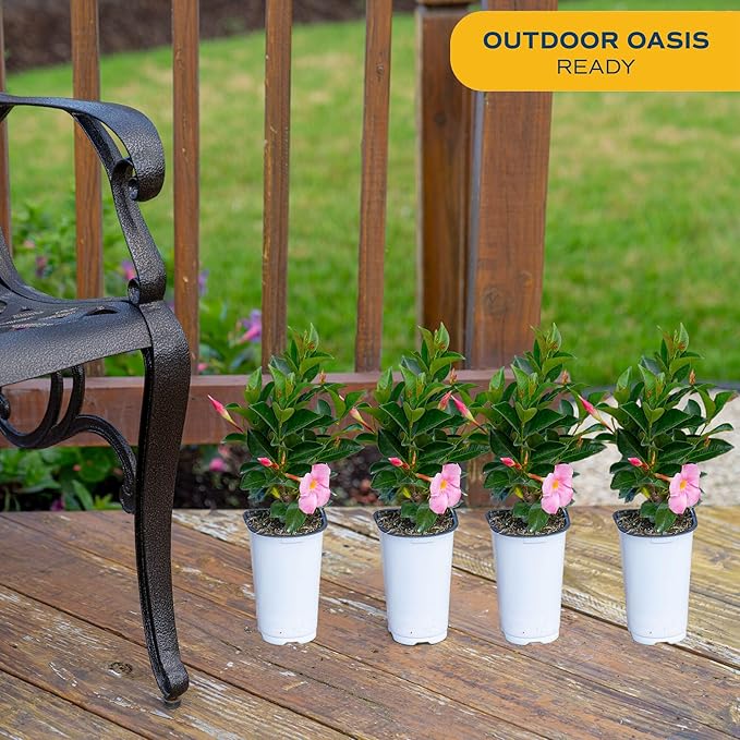 Costa Farms Mandevilla Live Plants | Pack of 4 | 1.5Pt. Houseplants, Flowering Blooms in Plant Pots | Outdoor Decor, Room Decor, Patio, Balcony | Pink Flowers