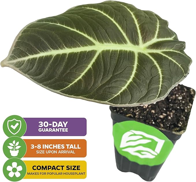 Black Velvet Elephant Ear Live Plant - Alocasia reginula - Wellspring Gardens Starter Plant - Exotic Tropical Houseplant for Indoor Spaces & Outdoor Garden Landscaping - Dark Green Velvet Foliage