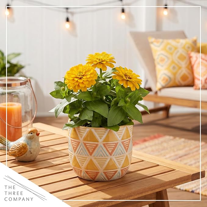 Live Zinnia 2-Pack – Yellow, Flowering Annual, Beautiful Spring and Summer Blooms, 10" Tall by 5" Wide in 1 Qt Pot