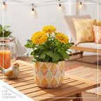 Live Zinnia 2-Pack – Yellow, Flowering Annual, Beautiful Spring and Summer Blooms, 10" Tall by 5" Wide in 1 Qt Pot