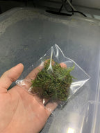 Marcus Fish Tanks - Christmas Moss Vesicularia Montagnei Easy Live Aquarium Plant Buy 2 GET 1FREE