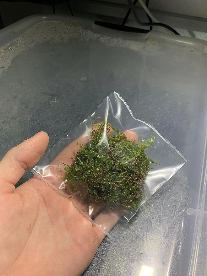 Marcus Fish Tanks - Christmas Moss Vesicularia Montagnei Easy Live Aquarium Plant Buy 2 GET 1FREE