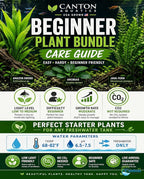 Assorted Mixed Plant Bundle - Live Aquarium Plant - Freshwater - Low | Medium | High Light