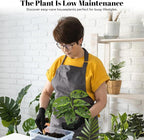 Bumble Plants Monstera Adansonii Real Indoor Plants Live Houseplants [Winter Thermal Packaging Included] | Air Purifier Indoor Plants | Real Plants Decor for Living Room, Office, Desk & Bathroom