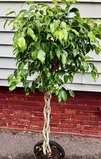 Ficus Benjamina Weeping Fig Braided Tree - Live Plant in a 10 Inch Pot - Ficus Benjamina - Beautiful Ornamental Interior Tree