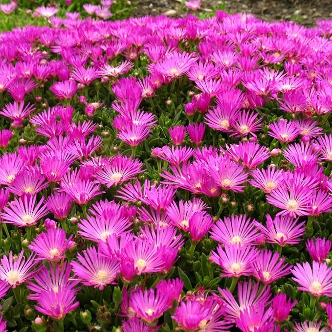 Purple Ice Plant Delosperma cooperi – Succulent Groundcover with Vibrant Purple Flowers, Drought Tolerant, Full Sun, Pet Safe, and Suitable for Containers and Gardens 1 Quart (Pack of 2)