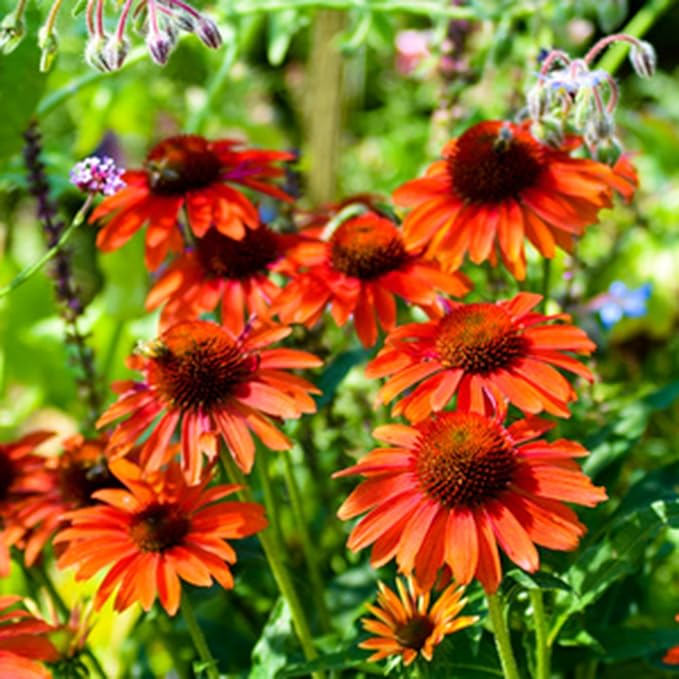 Echinacea Coneflower Seeds for Planting, 200+pcs Rare PerennialEchinacea Flower Seeds Plants, Non-GMO Heirloom Landscape Hardy Garden Colored Flowers for Outdoors