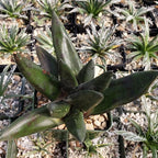 Gasteria nigricans monstrose Cacti Cactus Succulent Real Live Plant