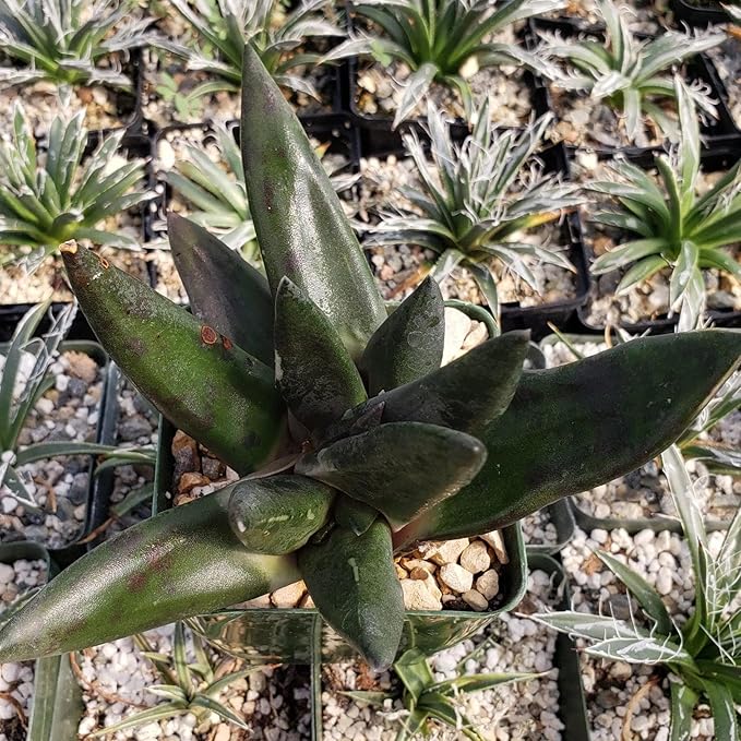 Gasteria nigricans monstrose Cacti Cactus Succulent Real Live Plant