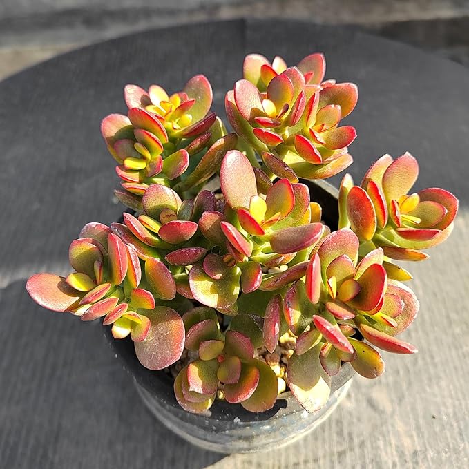 Sprout N Green Dwarf Jade - Crassula Ovata Crosby's Compact, Rare Cute Succulent Plant Fully Rooted in 2" Pot, Easy to Care, Keep Away from Pets