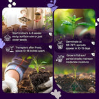 SVI 2500 Catnip Seeds (Nepeta cataria) – Catmint, Best Catnip for Cats Seed Packets, Heirloom Cat Nip Herb Seeds – Outdoor & Indoor Herb Garden, Containers, Herbs Beds