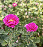 Fresh Roses for Delivery Prime, Pink Rose Live Rose Bush Plants, Indoor Rose Plant Lover Gifts, Fresh Flowers for Delivery Prime, Potted Rose Plant Live Plants, Live Outdoor Plants by Plants for Pets
