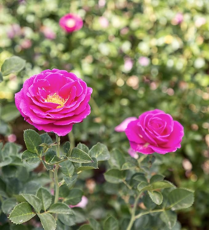 Fresh Roses for Delivery Prime, Pink Rose Live Rose Bush Plants, Indoor Rose Plant Lover Gifts, Fresh Flowers for Delivery Prime, Potted Rose Plant Live Plants, Live Outdoor Plants by Plants for Pets