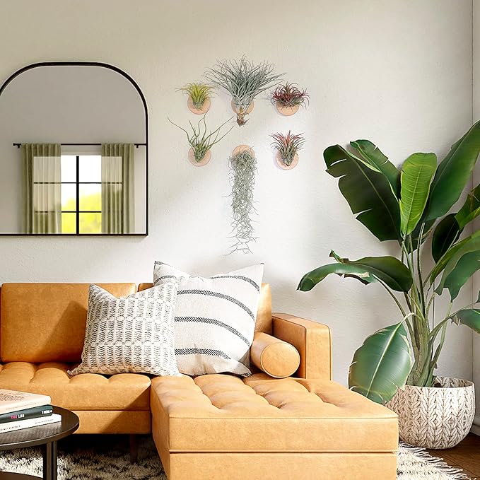 MITIME Air Plants Holders-Real Wood Live Air Plant Holders.Rustic Air Plant Stand,Wall-mounted to save space.(Plants not included)(Orbicular Set of 6)