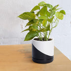 D'vine Dev 6.5 Inch Ceramic Planter Pot with Drainage Hole and Saucer, Indoor Cylinder Round Planter Pot, Oblique Monochrome Black and White, 94-O-C-K