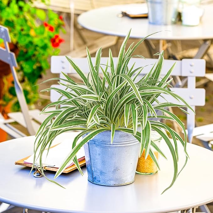 Artificial Spider Plant Large 23.6In Fake Greenery Plants UV Resistant Outside Faux Plants Bushes for Indoor Table Outdoor Planter Decor (4)