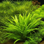 Bulk Dwarf Chain Sword (Helanthium tenellum) Easy Live Aquarium Plants for Aquatic Freshwater Fish Tank (30)