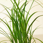 Palm Ponytail Live Plant for Indoor | Different Houseplants in 4'' & 6'' Pot | Real House Plant for Living Room, Office, Desk & Bathroom | Beaucarnea recurvata | Ponytail Palm