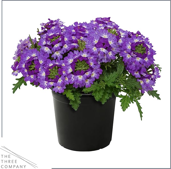 Live Flowering Verbena - Purple Bicolor (2 Plants Per Pack) - Healthy Flowering Plant - Beautiful Spring Color - 10" Tall by 5" Wide in 1Qt Pot
