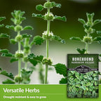 Survival Garden Seeds - Horehound Seeds for Planting - 1 Packet with Instructions to Plant and Grow Beneficial Marrubium Medicinal Herbs in Your Home Vegetable Garden - Non-GMO Heirloom Variety