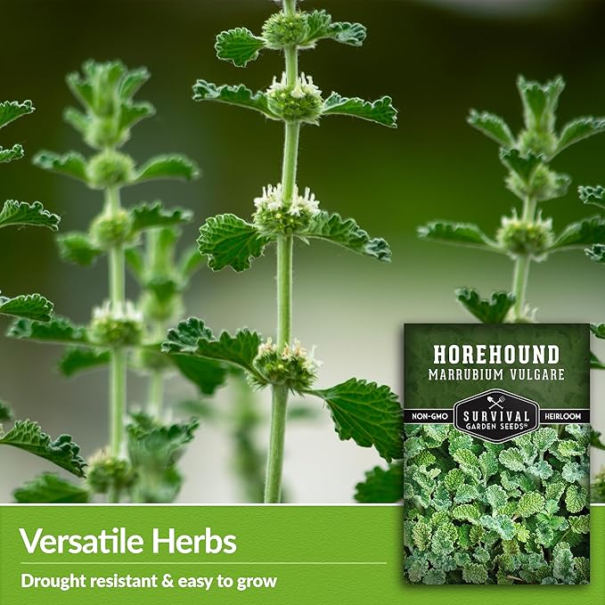 Survival Garden Seeds - Horehound Seeds for Planting - 2 Packets with Instructions to Plant and Grow Beneficial Marrubium Medicinal Herbs in Your Home Vegetable Garden - Non-GMO Heirloom Variety