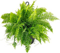 Costa Farms Macho Fern Extra Large Live Plant in Plastic Pot, Large Air Purifying Indoor & Outdoor Houseplants, Patio, Garden, Home, or Office Decor, House Warming Gift, 3-4 Feet Tall