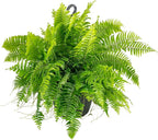 Costa Farms Macho Fern Extra Large Live Plant in Plastic Pot, Large Air Purifying Indoor & Outdoor Houseplants, Patio, Garden, Home, or Office Decor, House Warming Gift, 3-4 Feet Tall