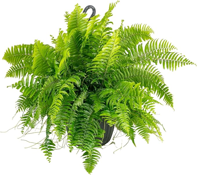 Costa Farms Macho Fern Extra Large Live Plant in Plastic Pot, Large Air Purifying Indoor & Outdoor Houseplants, Patio, Garden, Home, or Office Decor, House Warming Gift, 3-4 Feet Tall