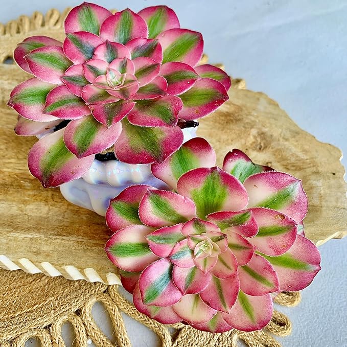 FWPP Succulents Plants Live Echeveria Perle von Nürnberg,Mini Succulents Red 3 inches Mini Succulents,Bare Root Without Pot,Succulent Plant Live Decoration Plant Gifts