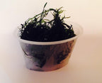 Live Java Moss