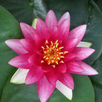 Chalily Water Lily Aquatic Plants Live Lilies Real Small or Big Pond Plant Lilly Ponds Cold Hardy Pads Grow waterlillies Flowering rhizomes Outdoor lilys Waterlily Lillies pre Grown lillys pad RED