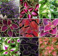 100+ Mixed Coleus Flower Plant Seeds Rainbow Groundcover Flowers Garden Plant